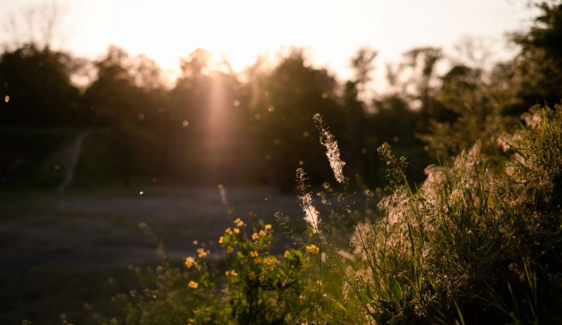 La saison des allergies reprend !