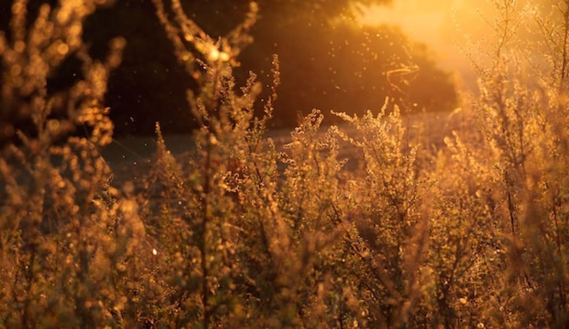 Le sérum physiologique : un remède naturel méconnu pour soulager les allergies saisonnières