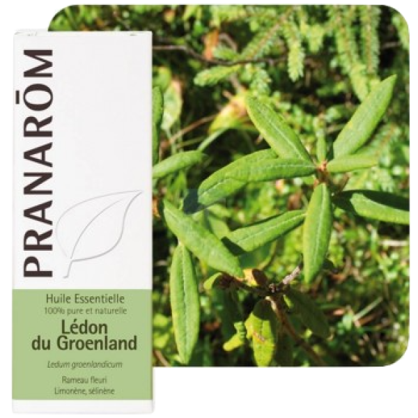 Huile Essentielle Bio Lédon du Groenland Pranarôm - 5ml