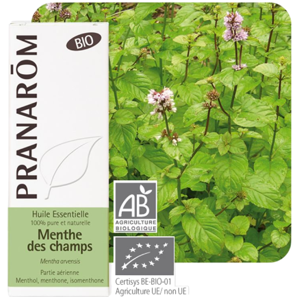 Huile Essentielle Bio Menthe des Champs Pranarôm - 10ml