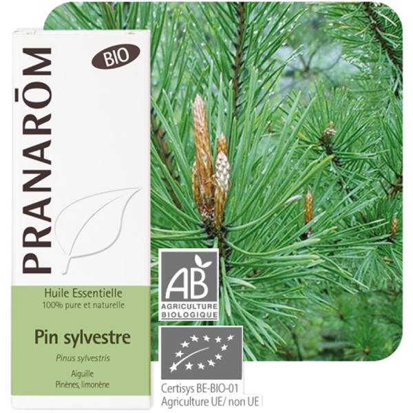 Huile Essentielle Bio Pin Sylvestre Pranarôm - 10ml