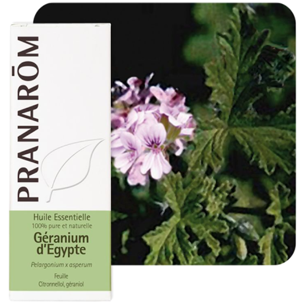 Huile Essentielle Géranium d'Égypte Pranarôm -10ml