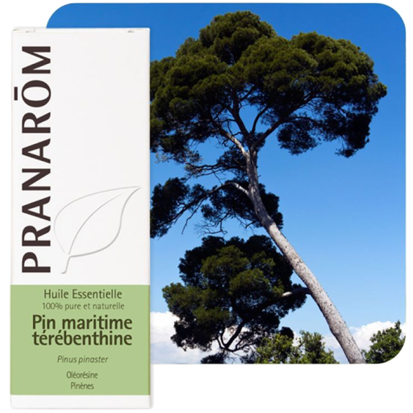 Huile Essentielle Pin Maritime Térébenthine Pranarôm - 10ml